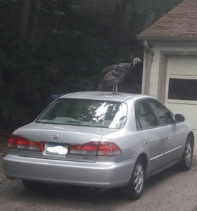 This turkey is happy to be alive and on my car.